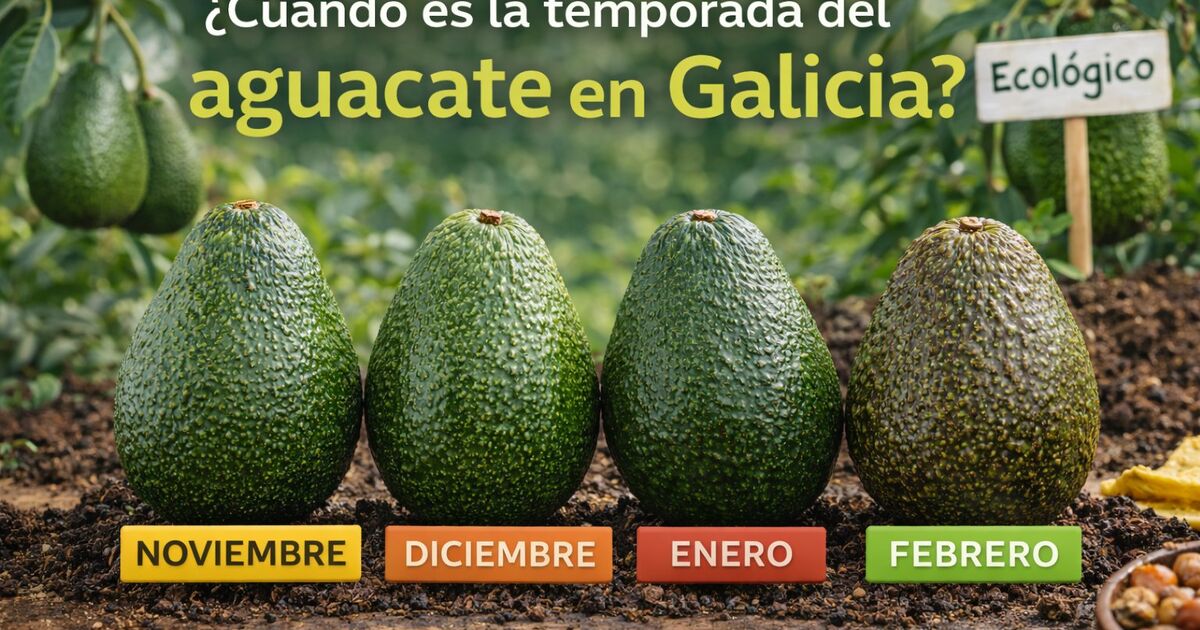 Temporada del aguacate ecológico en Galicia — maduración de noviembre a febrero